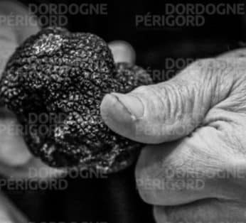 truffe perigord